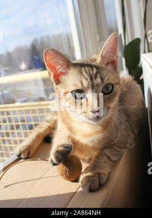 Adorable cat Entspannen und Spielen in der Sonne Licht zu Hause Stockfoto