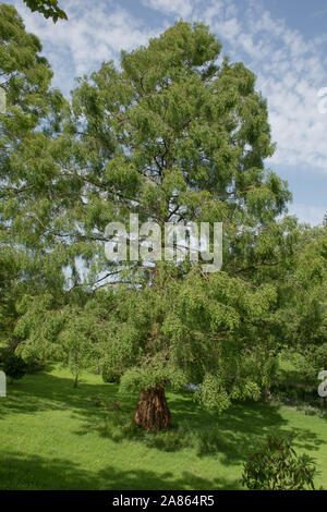 Laub eines Dawn Mammutbaum (Metasequoia glyptostroboides) in eine Parklandschaft Stockfoto