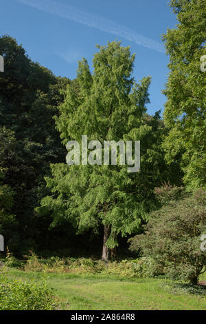 Laub eines Dawn Mammutbaum (Metasequoia glyptostroboides) in eine Parklandschaft Stockfoto