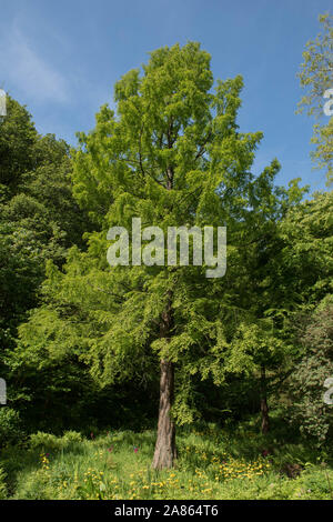 Laub eines Dawn Mammutbaum (Metasequoia glyptostroboides) in eine Parklandschaft Stockfoto