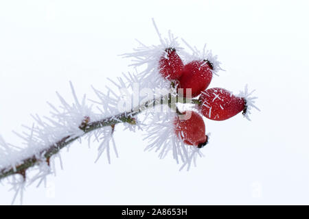 Rote Hagebutten/Frucht der Heckenrose (Rosa Canina) abgedeckt werden, die in der weißen Frost-/Raureif Raureif im Winter Stockfoto