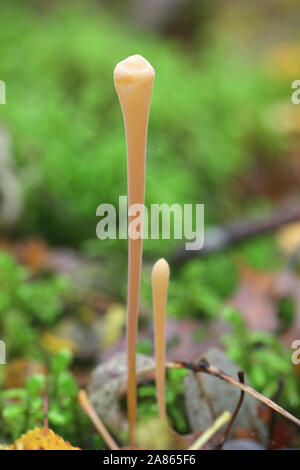 Macrotyphula fistulosa, wie Pipe club Pilz bekannt, Pilze aus Finnland Stockfoto