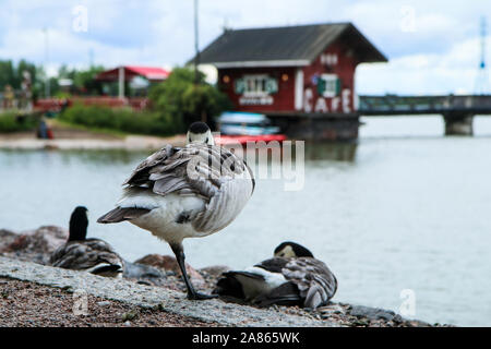 Die kanadische Gans am Ufer des Sees in Helsinki. Es ist ruhig und die Umgebung. Stockfoto