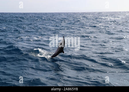 Cute Spinner Dolphin in Hawaii springt aus dem Meer Stockfoto