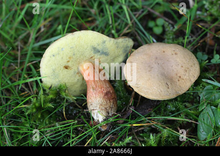 Hortiboletus bubalinus, einer Art des bolete Pilz wächst wild in Finnland Stockfoto