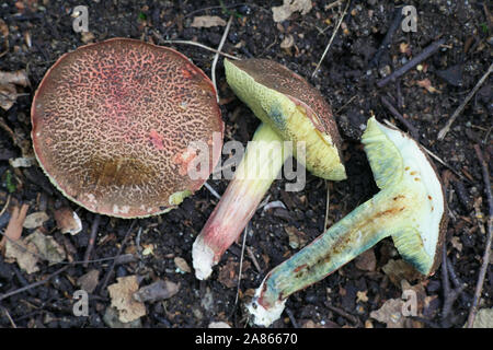 Xerocomellus cisalpinus, früher als eine Form der Xerocomellus chrysenteron, das rote Risse bolete, wilde Pilze aus Finnland Stockfoto