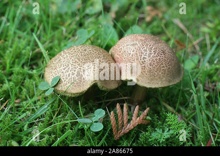 Xerocomellus cisalpinus, früher als eine Form der Xerocomellus chrysenteron, das rote Risse bolete, wilde Pilze aus Finnland Stockfoto