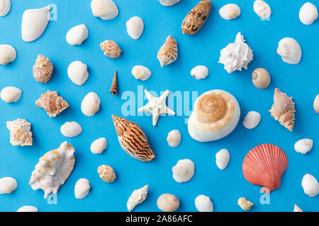 different sea shells on blue background Stockfoto