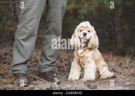 Beige schöne Cocker Spaniel sitzen in der Nähe der Eigentümer Beine im Freien. Gefallenen Nadeln und Zapfen. Cocker Spaniel Suchen in die Kamera. Stockfoto