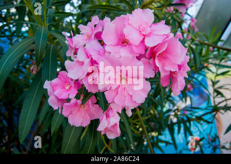 Üppige Cluster von rosa Oleander Blumen. Horizontale Foto. Stockfoto