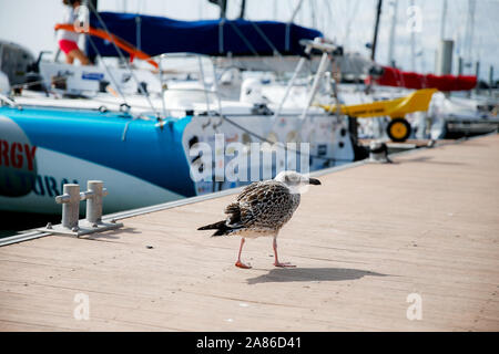 Mouette dans le Port de Lorient La Base, Frankreich Stockfoto