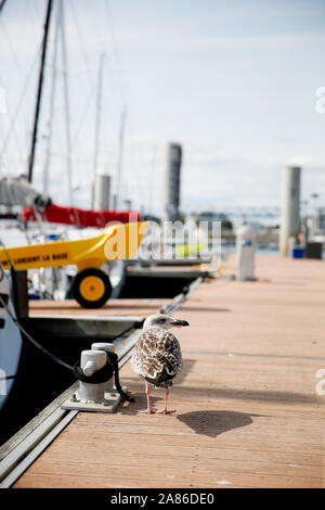 Mouette dans le Port de Lorient La Base, Frankreich Stockfoto