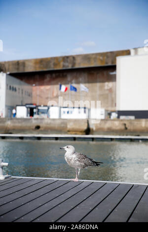 Mouette dans le Port de Lorient La Base, Frankreich Stockfoto