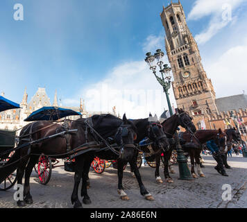 Dunkle Pferde sind in den Warenkorb vor dem Hintergrund der Belfort Tower in Brügge, Belgien genutzt Stockfoto
