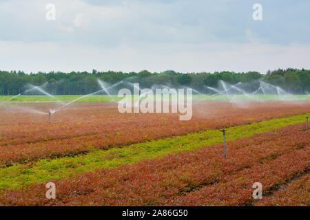 Feld Bewässerungsanlage Sprinkler mit Wasser Arbeiten am Bauernhof Feld Stockfoto