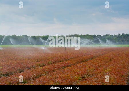 Feld Bewässerungsanlage Sprinkler mit Wasser Arbeiten am Bauernhof Feld Stockfoto