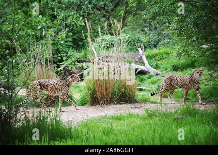 Zwei Erwachsene Geparden, die im Zoo von chester um Pen herumlaufen Stockfoto