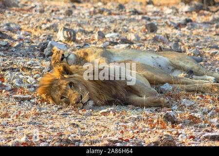 Zwei müde Löwen schlafen nebeneinander in Etosha National Park, Namibia, Afrika Stockfoto