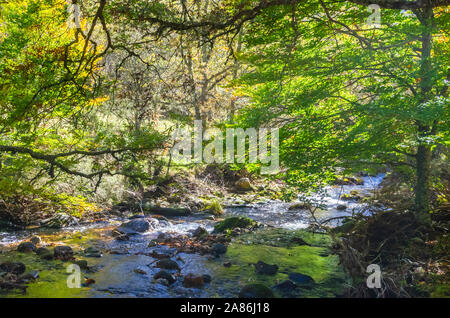 River Crossing der Hayedo de Montejo unter Buche Stockfoto