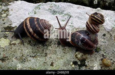 Humor: Zwei kleine Schnecken als Trittbrettfahrer auf einen Dritten Schnecke, während nach einer weiteren Schnecke. Stockfoto