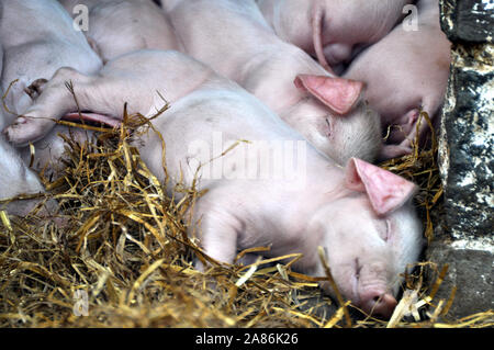 Kleine Schweine im Heu. Tiere.Nahaufnahme Stockfotografie - Alamy
