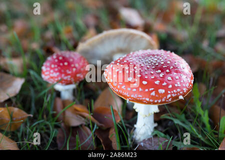 Rote und weiße Fly agaric Pilze im Freien in Europa Stockfoto