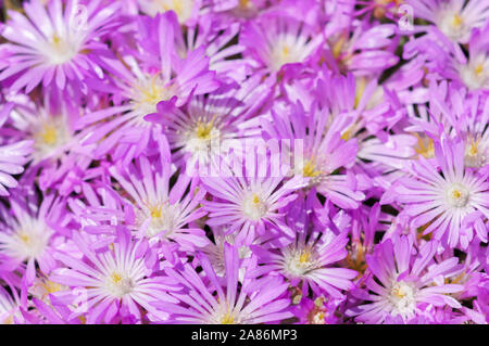 Teppich von Ice-Werk blühen im Frühling. Stockfoto