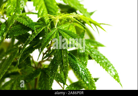 Industrielle Marihuana Cannabis Pflanze gegen hellen Hintergrund Stockfoto