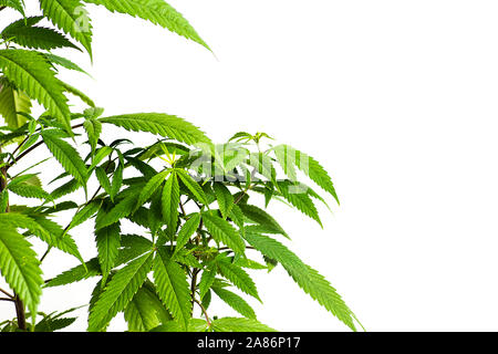 Industrielle Marihuana Cannabis Pflanze gegen hellen Hintergrund Stockfoto