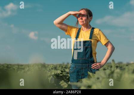 Sonnenblume Landwirt in Feld posieren. Weibliche Agrarwissenschaftler steht in jungen Helianthus annuus Plantage. Stockfoto