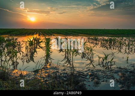 Überflutet junge maisfeld Plantage mit beschädigten Kulturen im Sonnenuntergang nach schweren Regenzeit, dass der Ertrag von Kulturpflanzen auswirken wird Stockfoto