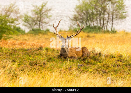 Red deer Hirsch (Cervus elaphus) lateinischer Name Magestic Monarch der Glen, liegend in natürlichen Heather Lebensraum neben einem Loch im Glen Strathfarrar, Schottland Stockfoto