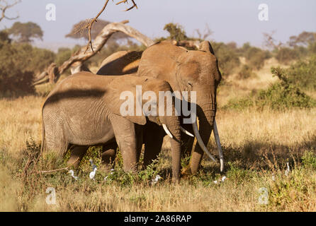 Zwei afrikanische Elefanten, Loxodonta africana, Amboseli National Park, Kenia, Ostafrika. In trockenem Gestrüpp mit Weißrinderreiher-Vögeln schließen Stockfoto