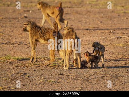 Gelbe Pavian Familie troop, Papio cynocephalus, mit drei jungen Baby Pavian Säuglinge. Amboseli National Park, Kenia, Ostafrika. Seite hinten Gesäß Stockfoto