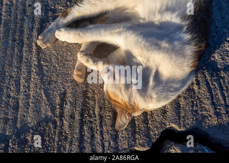 Schlafende Katze in der Sonne Stockfoto