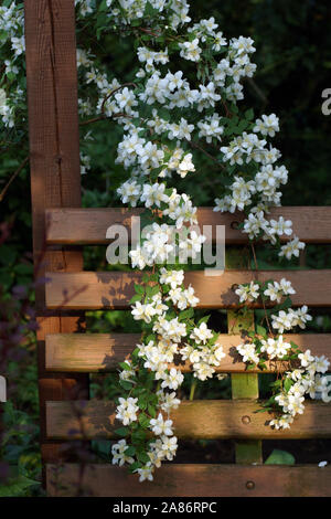 Lange blühende Zweige der Cornus alba 'Sibirica (Mock-orange) im Garten auf einer Bank hängen. Cornus alba 'Sibirica Lawine, Lavina Stockfoto