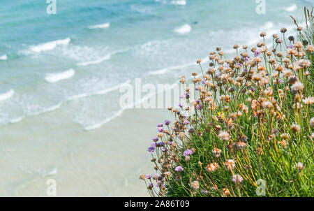 Coast Path wandern zwischen St Ives und Hayle, Sommer in Cornwall. Stockfoto