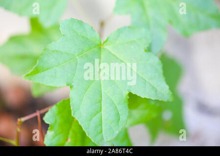 Frische grüne Blätter im Garten - Bild Stockfoto