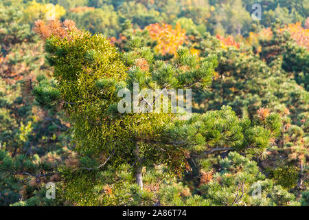 Die Mistel Viscum album wächst auf Schottische Kiefer Pinus sylvestris Top im Herbst aus der Beobachtung Punkt gesehen, Sopron, Ungarn Stockfoto