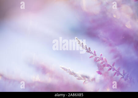 Gemeinsame Heather, Calluna vulgaris, Blumen bedeckt mit Eiskristallen Stockfoto