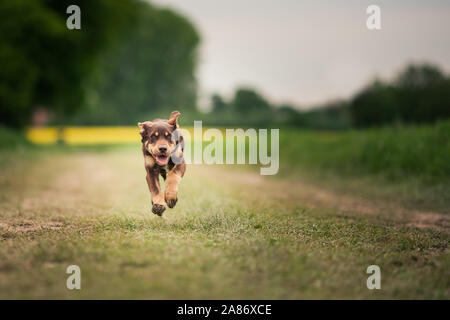 Wobei der Hund für einen Spaziergang Stockfoto