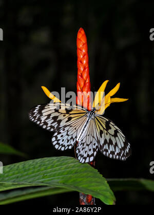 Nahaufnahme der Papier Drachen, reispapier oder großer Baum Nymphe Schmetterling Idea leuconoe zu einer farbenfrohen roten und gelben tropische Blume Stockfoto