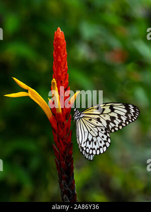 Nahaufnahme der Papier Drachen, reispapier oder großer Baum Nymphe Schmetterling Idea leuconoe zu einer farbenfrohen roten und gelben tropische Blume Stockfoto