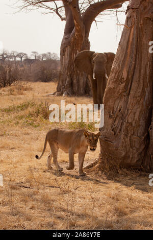 Löwin und Elefanten, Ruaha Nationalpark, Tansania Stockfoto