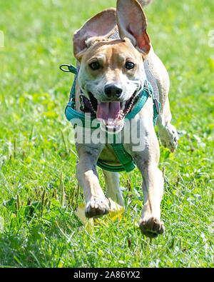 Nahaufnahme von Beagle Terrier mix durch das Gras am Hund Park läuft. Stockfoto