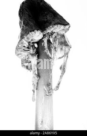 Faule Pilz Stockfoto