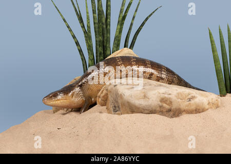 Blue Tongued Skink Tiliqua scincoides (chimerea) Stockfoto