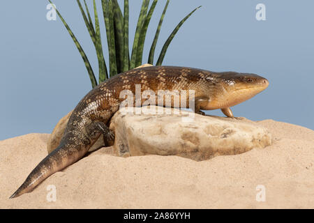 Blue Tongued Skink Tiliqua scincoides (chimerea) Stockfoto