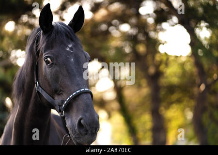 Porträt einer schönen gepflegten Dark Horse auf dem Feld. Stockfoto