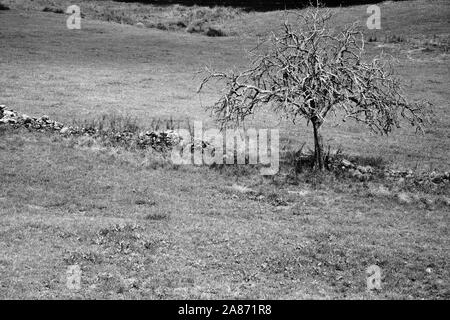 Einen alten Baum voller Äste ohne Blätter Stockfoto